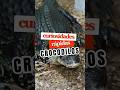 Curiosidades rápidas sobre crocodilos