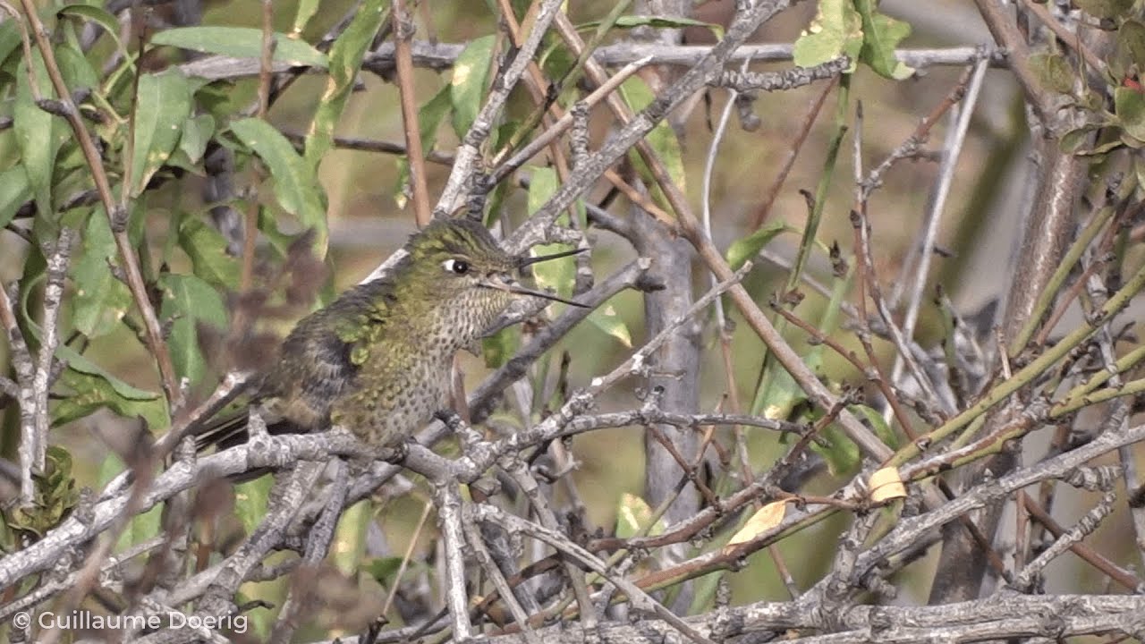 Green-backed Firecrown (Sephanoides sephaniodes) | Picaflor chico | Canal El Carmen, Huechuraba