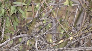Green-backed Firecrown (Sephanoides sephaniodes) | Picaflor chico | Canal El Carmen, Huechuraba screenshot 3