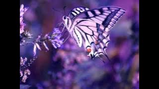 Oru Kula Poo Virinjal Odi Varum Poompatte..!!(Mini Anand)