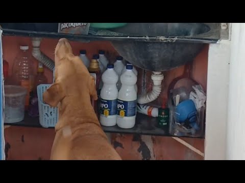 PESSOAL O CASO ESTÁ SÉRIO E AGORA? 🤣🤣🤣🤣