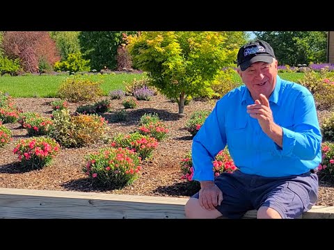 Video: Firewitch Dianthus Care: coltivare fiori di Firewitch in giardino