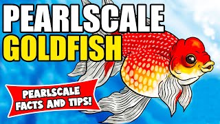 Pearlscale Goldfish | Pearlscale Goldfish Care And Info | Caring For Pearlscale Goldfish!