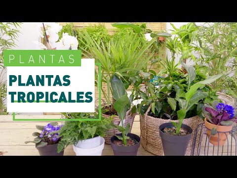 Video: Plantas de la selva tropical resistentes al frío para estanques