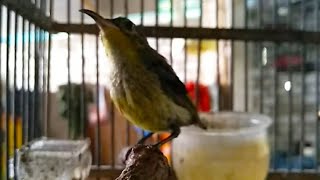 cukup 3 menit||konin ijoan langsung nyaut