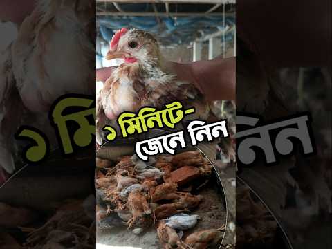 দেশি মুরগি কেন মারা যায়!🔥#shorts