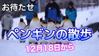 旭山動物園冬の風物詩「ペンギンの散歩2025」12月18日より開始!Penguin Walk