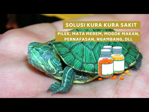 Video: Cara Menyembuhkan Kura-kura