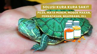 Cara Mengobati Kura Kura Sakit