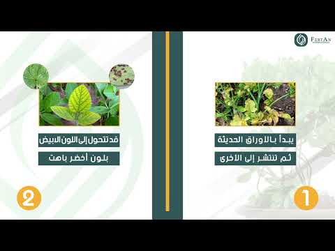 دقائق زراعية الحلقة 31 نقص المنغنيز FERTAN INTERNATIONAL 