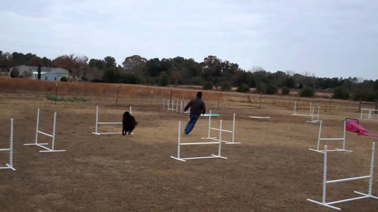 Dog Max Inc Agility Class Dec 21, 2010b