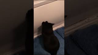 Black Cat Plays The Drums