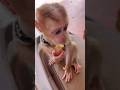 Monkey Cute
