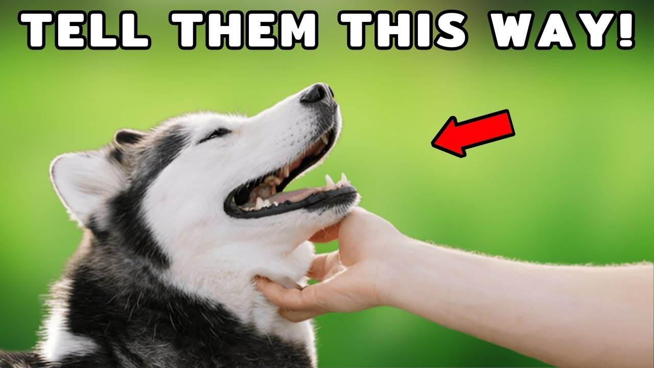 9 Ways to Tell Your Dog You Love Them - YouTube