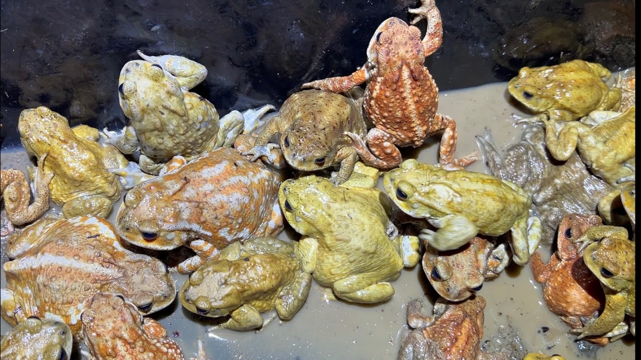 Catch a large number of frogs that have bred on an island without