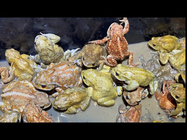 Catch a large number of frogs that have bred on an island without