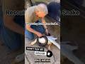 🔥“Incredible Real-Life Rescue”🔥#DuckRescue #SnakeAttack #AnimalRescue #WildlifeRescue #DuckVsSnake