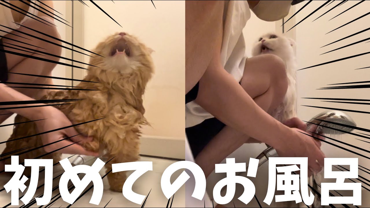 【大絶叫】初めてのお風呂で猫様たちが大変なことに？！