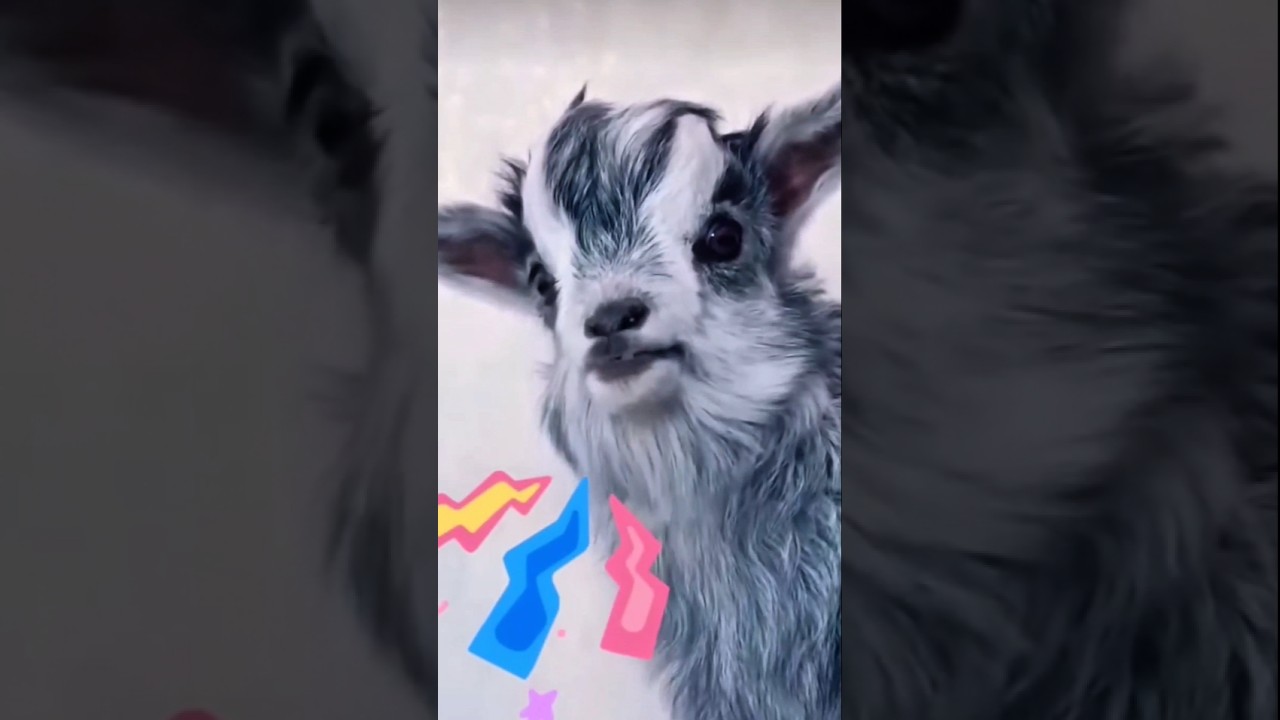 Icu Kucing Zuzu Baby Cute Goat😍White Cute Goat🥰🤍 