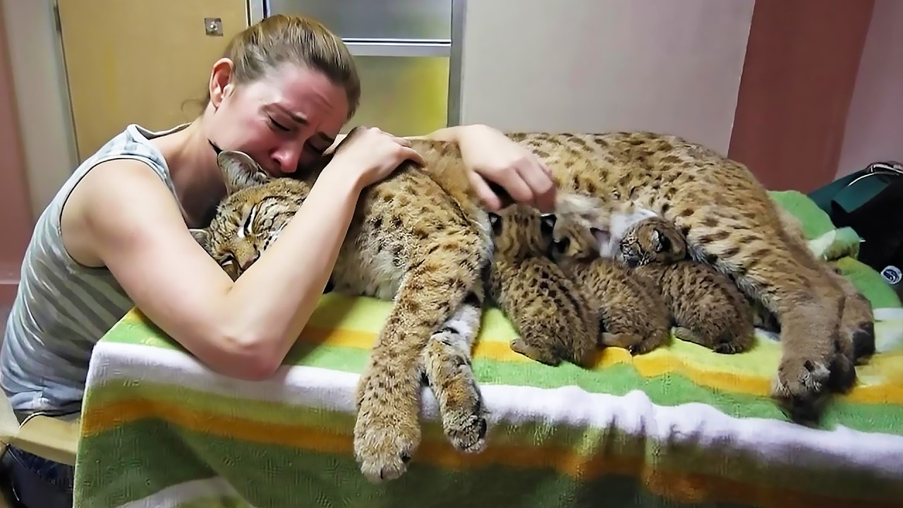 Woman Finds Dying Bobcat With Kittens and Brings Them to Clinic — Minutes Later, Police Rush In