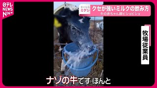 【クセが強いミルクの飲み方で】牛の赤ちゃん、顔ビショビショ…