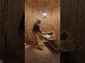Man started dancing during flowing job so funny 🤣😜#shorts #reels