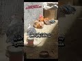 المود عايز الساحل ف الجو دا دلوقتي والله٠٠٠#طيور#البحر#الفراخ#مصيف#chicken#beach#funny#cute#كيوت#ضح