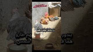 المود عايز الساحل ف الجو دا دلوقتي والله٠٠٠#طيور#البحر#الفراخ#مصيف#chicken#beach#funny#cute#كيوت#ضح
