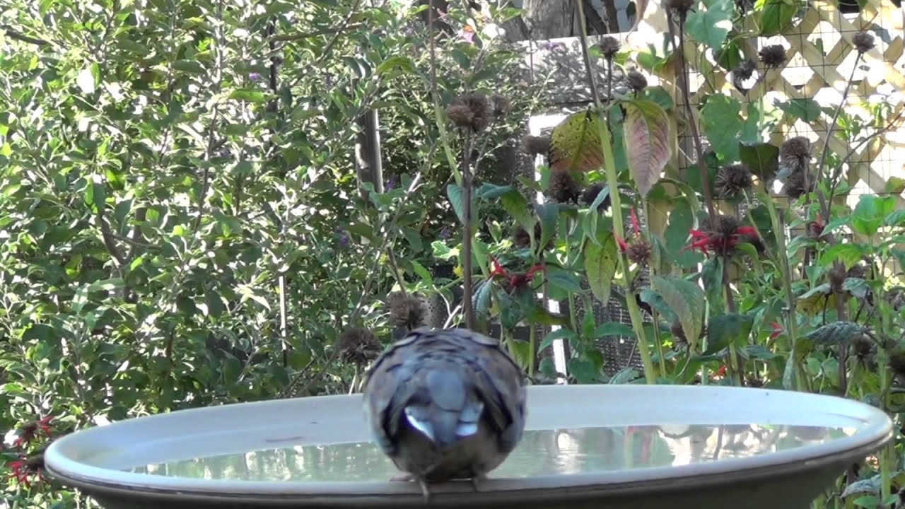 September bird bath YouTube