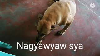 The Talking Dog/Cholokoy Aspin by CL GARCIA 27 views 2 years ago 1 minute, 14 seconds