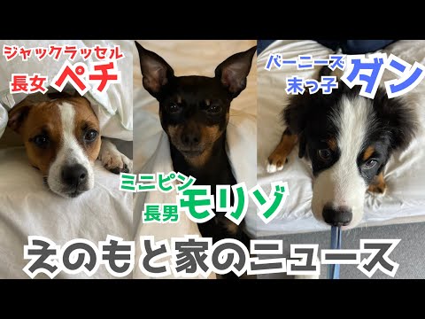 【多頭飼い!3匹目】バーニーズマウンテンドッグがえのもと家にやってきた!ミニピン・ジャックラッセルの反応は!?えのもと家の直近ニュース!
