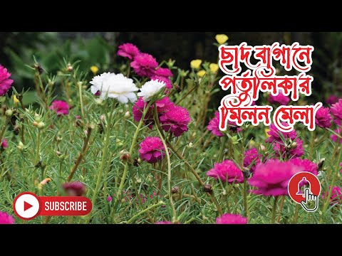 ভিডিও: রক বাগান নকশা বিকল্প