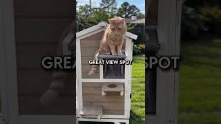 The Perfect Outdoor Cat House for Backyard Cats #cat #petshub #pets #animals #funnycats #home #cat