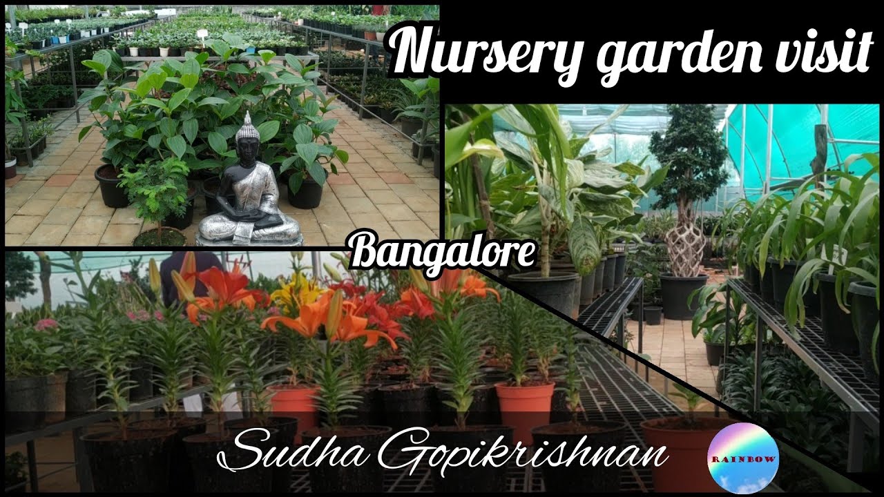 Dodda Alada Mara Nursery Garden Vlog Bangalore SudhaGopikrishnan YouTube