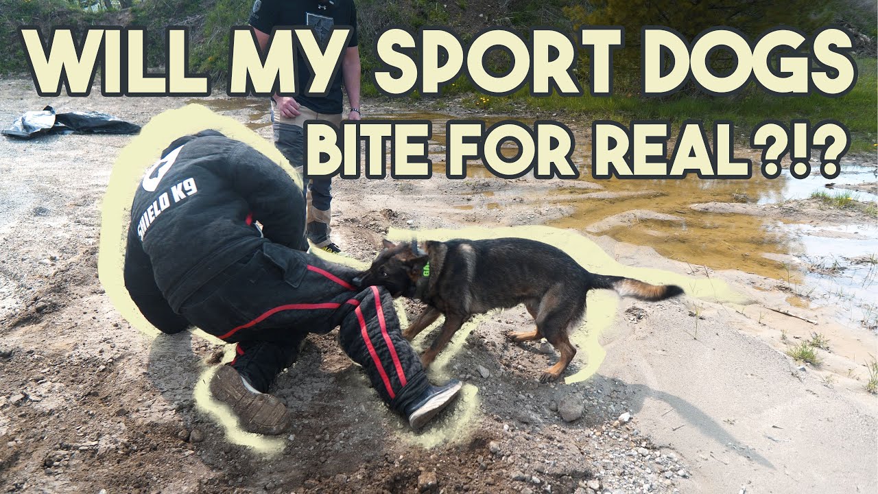 Will my SPORT dogs protect me?