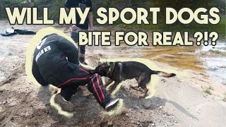 Will my SPORT dogs protect me?