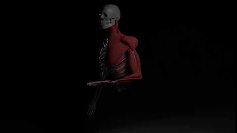 Anatomical Arm with Deformation