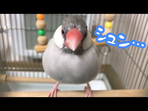 テンション低めからの急に踊り出す文鳥よもぎ　癒し動物　面白い動物　Java sparrow