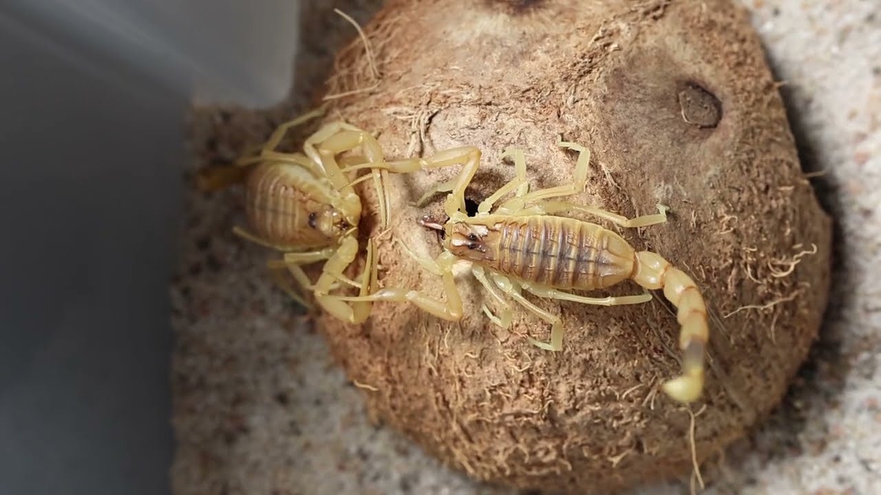 Leiurus quinquestriatus. Финал спаривания + слоумо.