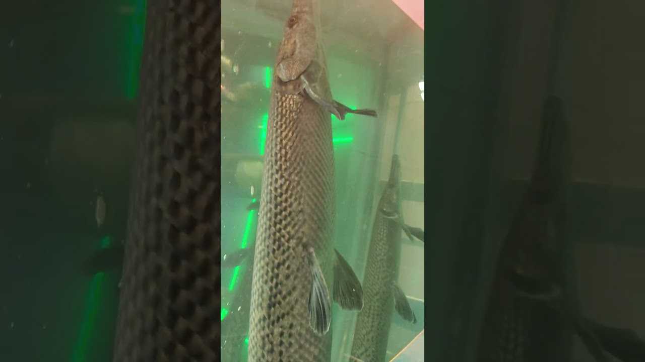 Machhali wali video sanojbhai up