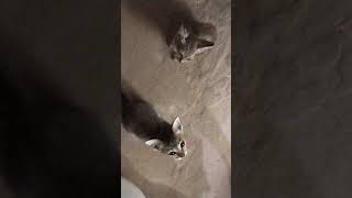 Kittens Animals eating food youtube msnew