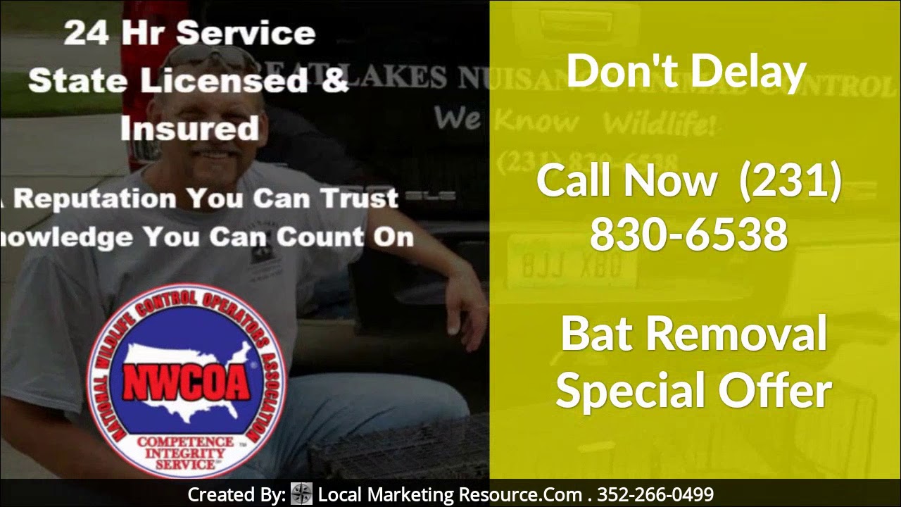 Bat Removal: This Sale Won't Last Long In Muskegon, MI