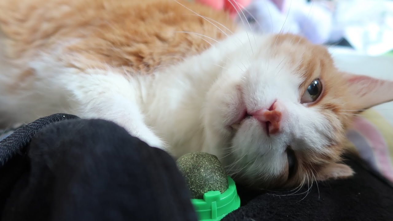 Cat Uses Catnip YouTube