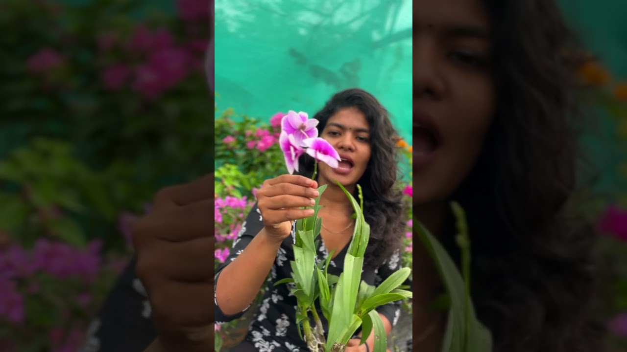 Orchid Collectipn🥰😳