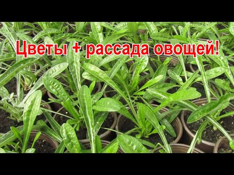 What's going on in my greenhouse on 15.03.20. PEPPER. POTATO. FLOWERS. CABBAGE. STRAWBERRY.