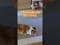 犬と猫がいると結局こうなるよね