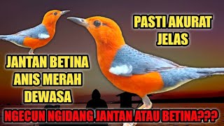 Is the red anis ngecun male or female? The difference between male and female red anis is accurat...