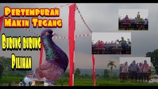 Single Terbaru - Pertempuran Burung Pilihan Makin Tegang
