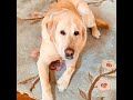 Meet Karner the Therapy Dog | Comfort & Smiles at OPRF IWS