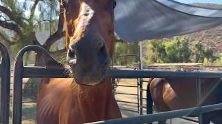 Rescued horse left his forever home to become a therapy horse helping veterans with PTSD. | SWNS